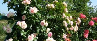 Плетистая роза Цезарь (Cesar): описание сорта и отзывы