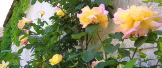 Плетистая роза Gloria Dei Cl. (Глория Деи): описание и выращивание
