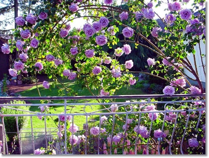 Длинные жёсткие плети розы Indigoletta изгибаются естественным образом, почти не нуждаются в дополнительной опоре и могут использоваться для создания цветущих полуарок.