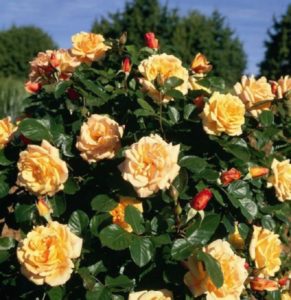Роза Michka, выращенная кустом, смотрится не менее эффектно, чем плетистая форма.