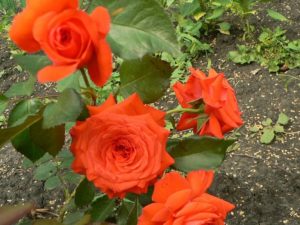 Роза Salita хорошо укореняется и часто вступает в цветение в год посадки.
