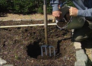 При высадке розы на лёгких песчаных почвах дно посадочной ямы можно выложить глиной для задержки воды и питательных растворов в зоне корня.