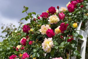 Подкормки дрожжами ускоряют наступление фазы цветения роз в регионах с коротким летом.