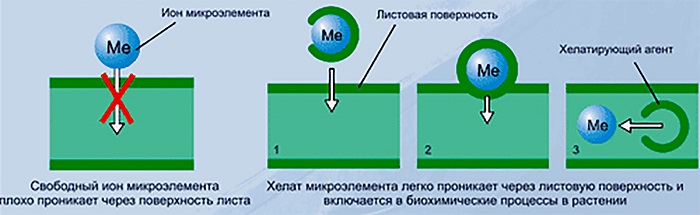 Хелат – это соединение органической молекулы с микроэлементом.