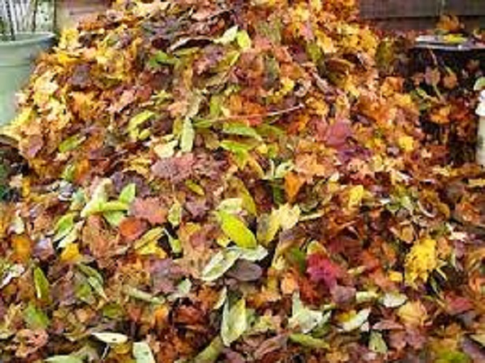 Опавшие листья книга. Компост из листьев осенью. Компост из листьев деревьев. Торт опавшие листья. Жёлтые листья в компост.
