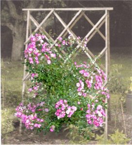 Розы светолюбивые растения, потому для них лучше использовать наклонные шпалеры, чтобы верхняя часть куста не затеняла нижнюю сторону. Тогда цветки располагаются по всей вертикальной поверхности. Интересно выглядит опора в виде буквы «А», у которой розы высаживают с двух сторон.