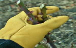 Для ухода за розами с острыми шипами лучше использовать специальные садовые перчатки, например, «Gold-leaf-Tough-touch». Название в буквальном переводе – «золотой лист – жесткое касание». Благодаря специально обработанной оленьей коже, из которой изготовлены перчатки и длинным манжетам, обеспечивается надежная защита рук от повреждений.