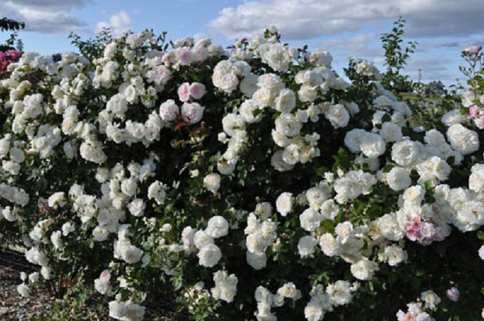 В Европе необычайно популярны живые изгороди средней высоты из коллекции роз. В. Кордеса. (На фото сорт «Аляска»).