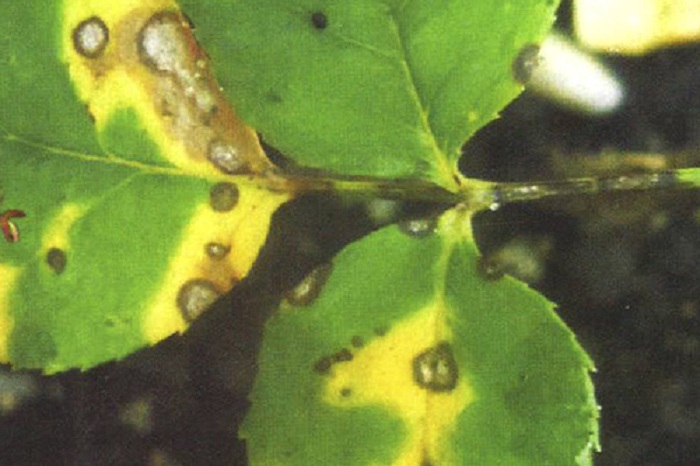   Пятна септориоза отличаются от черной пятнистости двойной окраской и сквозным повреждением листьев.