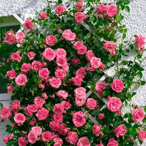 Плетистая роза «Лавиния», близка к «Ютерсен» окраской цветения.