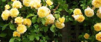 Сорт розы Казино (Casino): описание и выращивание