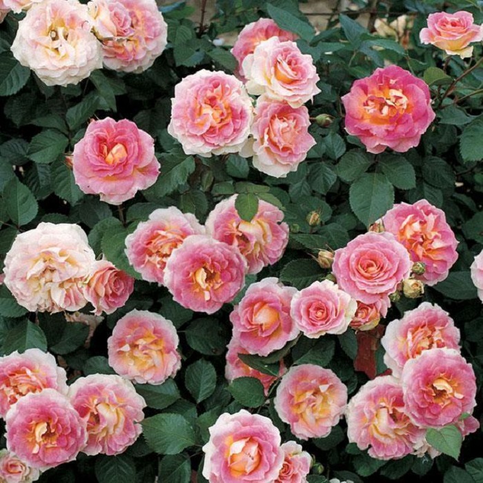 Наибольшую декоративность роза Cesar демонстрирует в конце июня и начале июля.