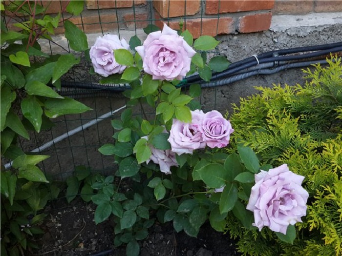 В хороших условиях роза Indigoletta способна зацвести уже в первый год после посадки.