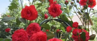 Плетистая роза Салита (Salita): описание и отзывы