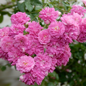 Важное мероприятие по уходу за розами Дороти – удаление отцветающих соцветий. Эта процедура стимулирует дальнейшее цветение.