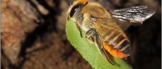 Пчёлы-листорезы на розах: описание и способы защиты растений