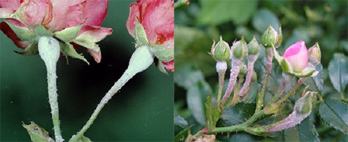 Опрыскивать фунгицидами цветущие розы лучше в вечернее время, чтобы не допустить случайной гибели пчёл.