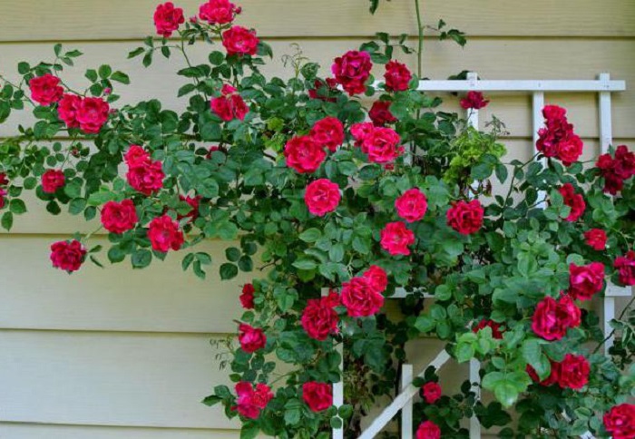 Сочетание правильной агротехники и подбора подходящих сортов позволяет успешно выращивать розы в Ленинградской области.