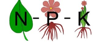 Баланс азота, фосфора и калия важен для правильного развития роз