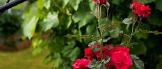 Борьба с щитовкой на садовых розах