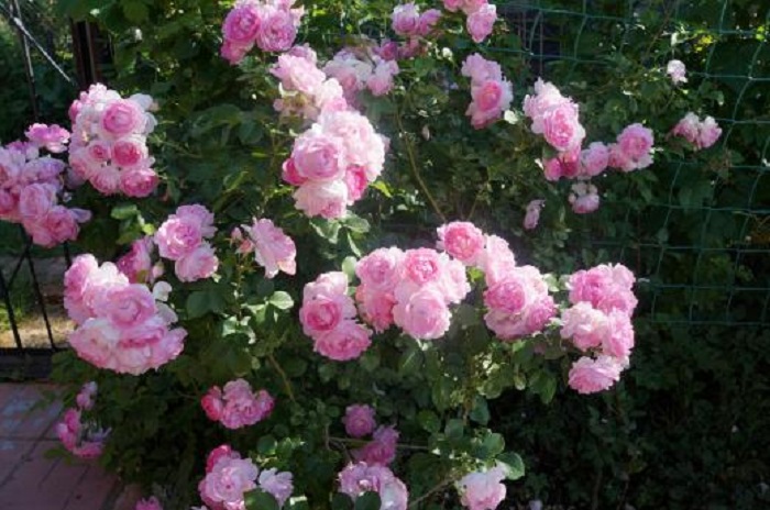 Сорт плетистой розы «Жасмина» (Jasmina).