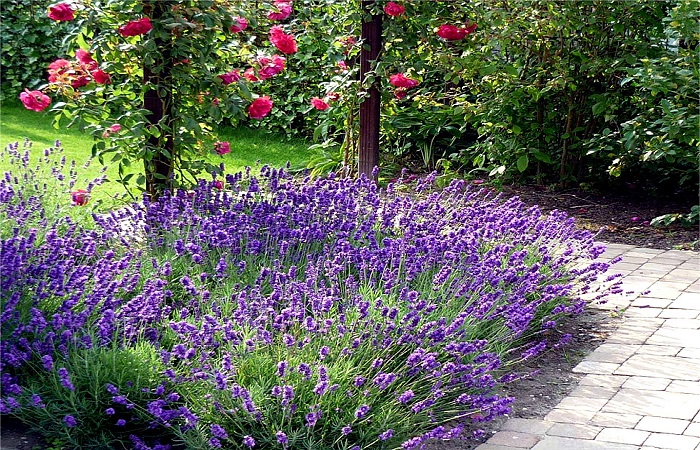 Лаванда узколистная украшает розарий голубым или сиреневым цветением и серебристыми листьями.