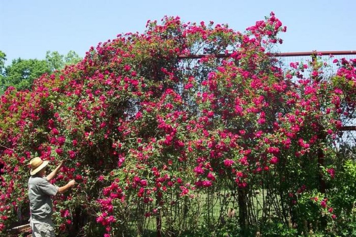 Сорт «Генри Келси» один из популярных представителей плетистых роз для создания высокорослых живых изгородей и вертикального озеленения.