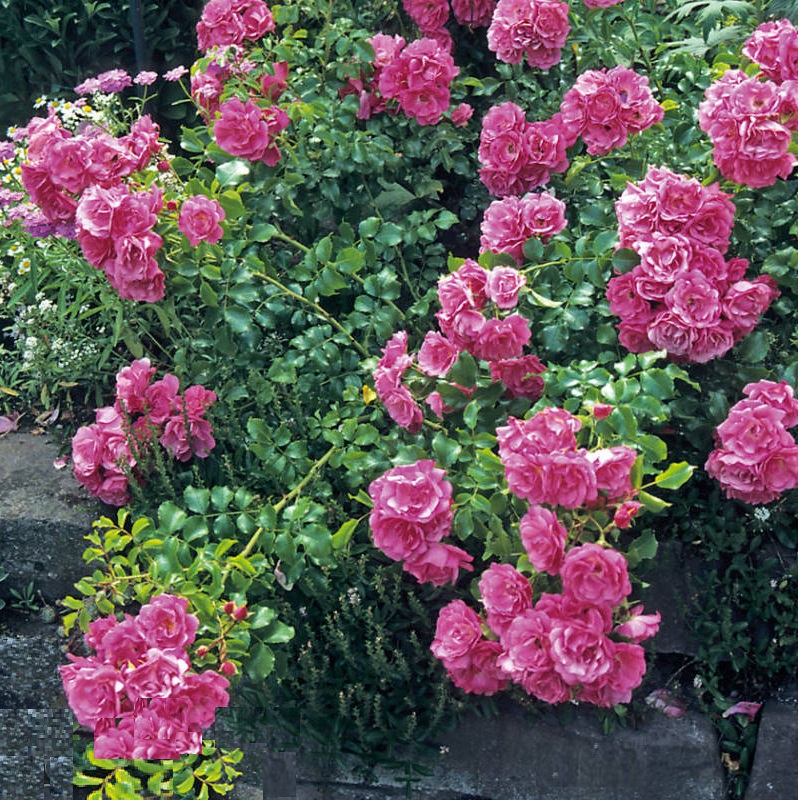 Окраска цветков более насыщенная, чем у «Дороти Перкинс», на пике цветения лепестки становятся светло-малиновыми. Особенность цветения – одновременное распускание бутонов, собранных в шаровидные кисти.