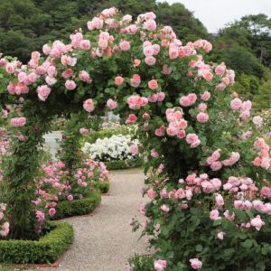 Пример успешного ведения низкорослого шраба плетью – роза Strawberry Hill, которая в кустовой форме дорастает только до 130 см.