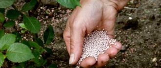 Экономная альтернатива фертигации – внесение в почву гранулированных удобрений пролонгированного действия