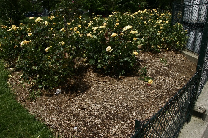 После опрыскивания роз нужно привести в порядок приствольные круги и замульчировать кусты.