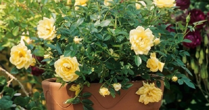 Для посадки в контейнере лучше выбирать сорта роз непрерывного цветения.
