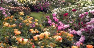 Подкормки комплексными фосфоросодержащими удобрениями способствуют длительному и обильному цветению роз.