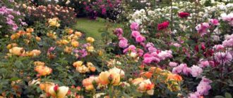 Фосфорные удобрения для садовых роз