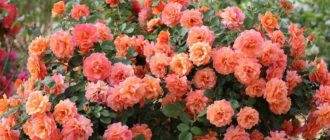 Сорта роз со слабой устойчивостью к холодам лучше высаживать на солнечных участках