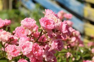 Во время цветения розы можно поливать травяным настоем.