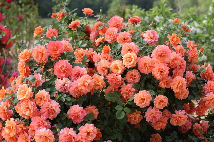 Сорта роз со слабой устойчивостью к холодам лучше высаживать на солнечных участках.