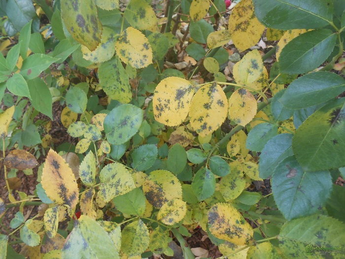 Причины пожелтения листьев розы. Чёрная пятнистость – не естественный процесс старения листа, а инфекционное заболевание, требующее лечения