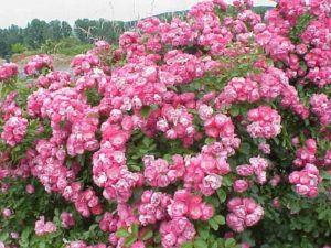 Flammentanz – один из наиболее высокорослых сортов группы плетистых роз.