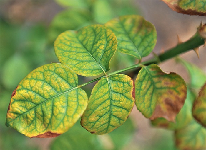 Недостаток питательных веществ, приводит к потере декоративности розы. Например, при нехватке азота появляется хлороз листьев.