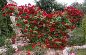 Роза «Фламентанц» отличается эффектным и продолжительным цветением. Часто ее высаживают, как солитер – единичный экземпляр.