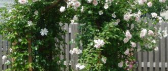 Плетистые розы Schwanensee