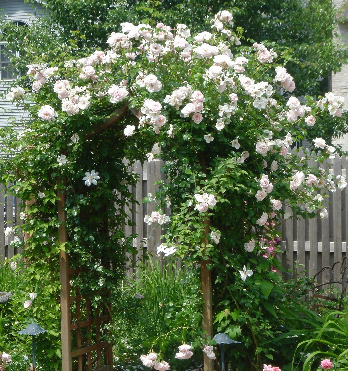 Плетистую розу «Шванензее» используют для вертикального озеленения садов.