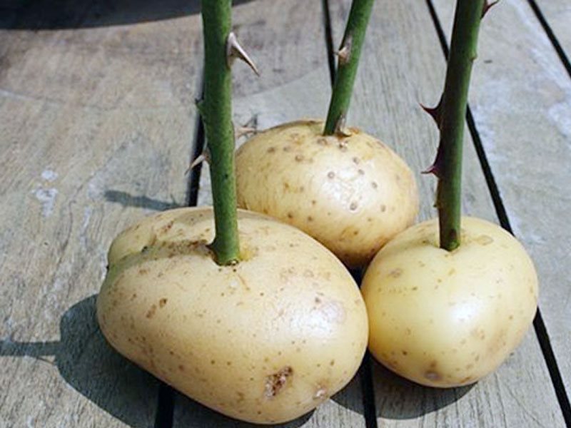Для проращивания черенков в картофеле отбирают здоровые клубни среднего размера.