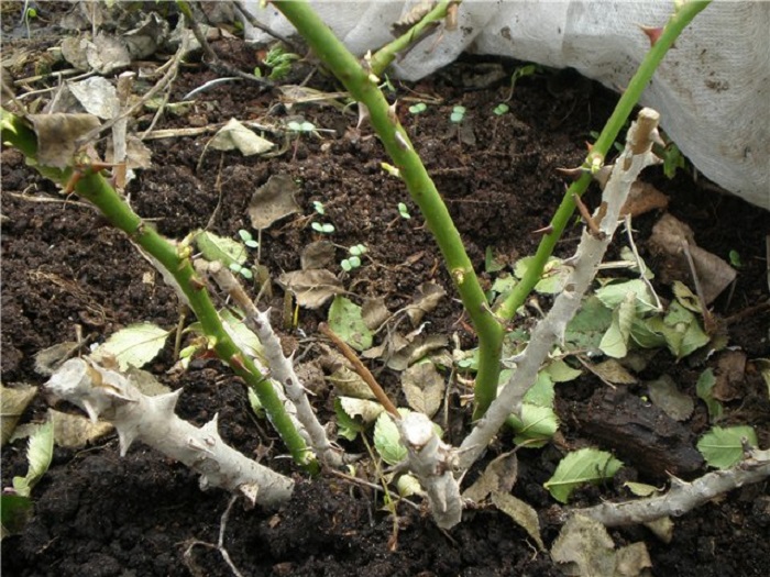 Весной, при наступлении плюсовых температур, зимняя мульча полностью убирается, чтобы почва под розами прогревалась быстрее.