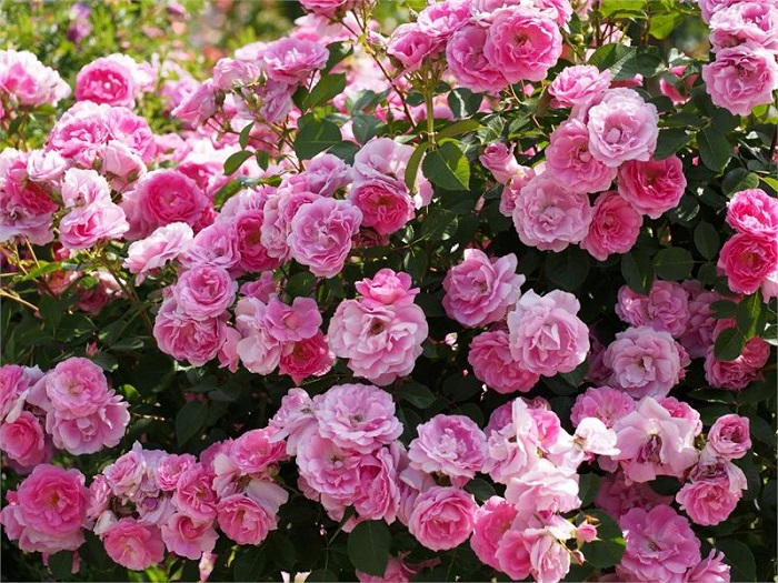 Обливное цветение роз невозможно без грамотной обрезки