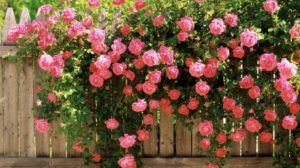 Посадка устойчивых сортов роз гарантирует защищённость розария от мучнистой росы.