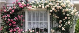 Плетистые розы: размножение, посадка и уход