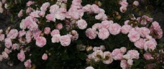 Сорт «Ларисса» предпочитают поклонники классического цвета роз, тем более, что продолжительное цветение длится до заморозков