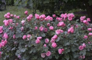 Сорт «Леонардо да Винчи» один из наиболее популярных среди садоводов, из-за устойчивости к болезням роз.